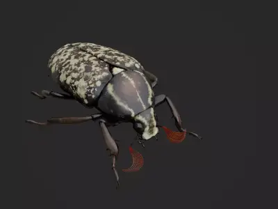 Cockchafer June Beetle May Beetle Polyphylla Laticollis Low-poly 3D model