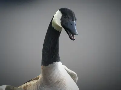 Animated Canada Goose 3D model