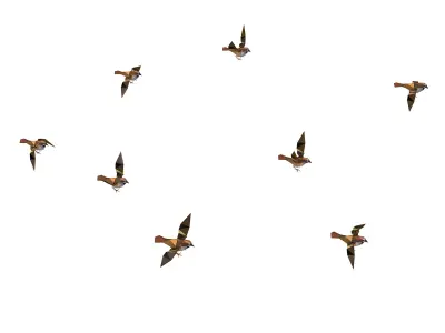 Animated Flock Sparrow Sirds lowpoly art style Low-poly 3D model