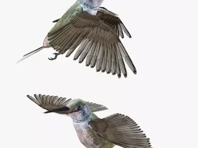 Hummingbird rigged 3d model Low-poly 3D model