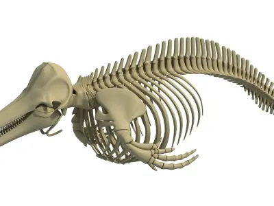 Detailed Whale and Dolphin Skeleton 3D model