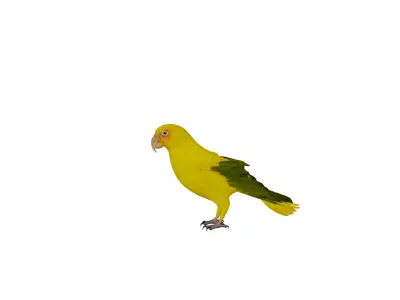 Golden Parrot Conure Low-poly 3D model