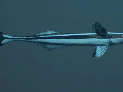 Remora Fish Low-poly 3D model