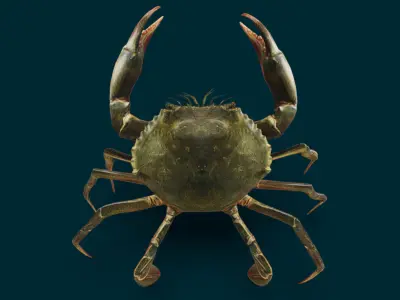 Realistic Crab Animated 3D model