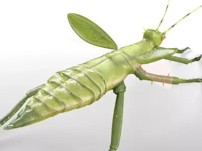 Jungle Nymph insect Low-poly 3D model
