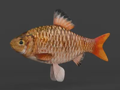 Barb Fish 3D model