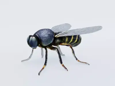 Fly Animal Free 3D model
