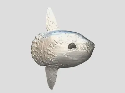 Sunfish Low-poly 3D model