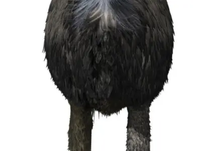 Emu with realistic fur Low-poly 3D model