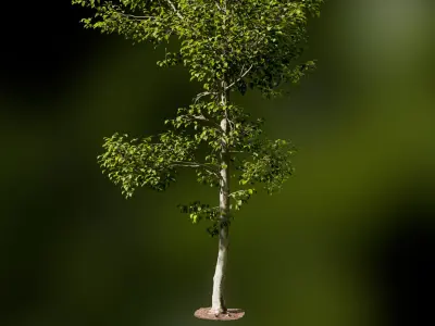 European Beech 02 3D Scanned Animated 3D model