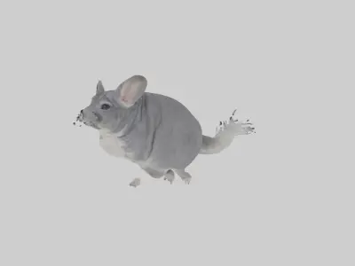 Chinchilla hopping model Low-poly 3D model
