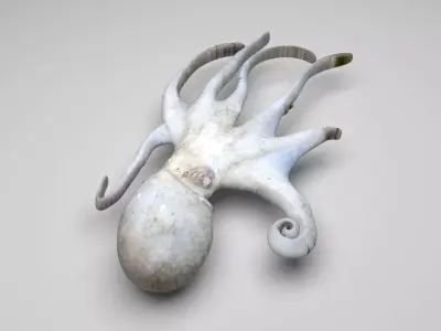 Octopus 3D model
