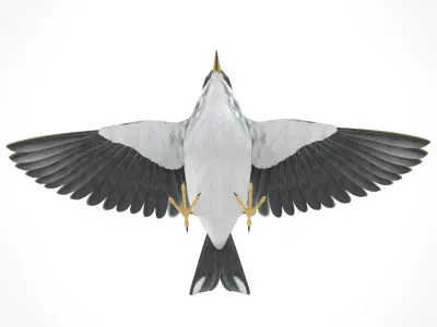 3D Bird Pack Blackpoll Warbler Male and Female Low-poly 3D model