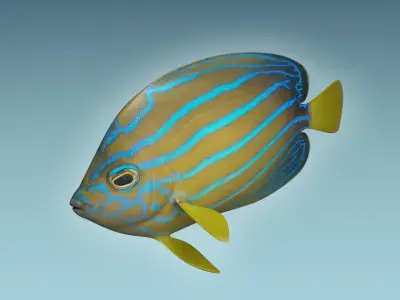 Anglefish 11 3D model