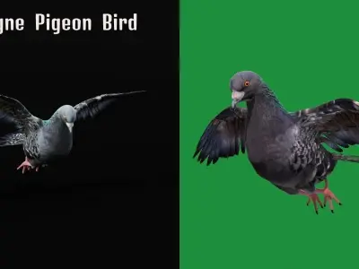 Pigeon Bird Breed 3D model