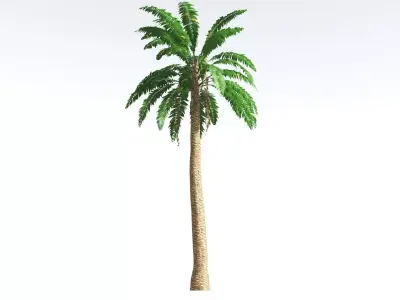 EVERYPlant African Oil Palm LowPoly 3 --16 Models-- Low-poly 3D model