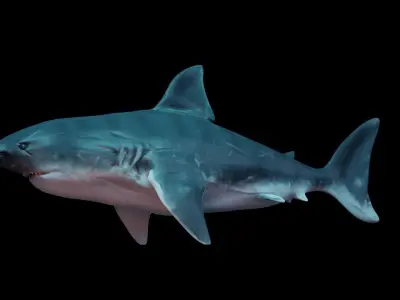 Great White Shark Low-poly 3D model