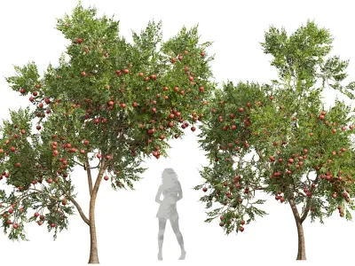 New Plant High detail Punica Granatum Pomegranate 3D model