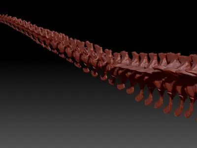 TRex Tail Set Skeletons 3D model