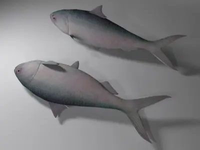 Hilsa fish Low-poly 3D model