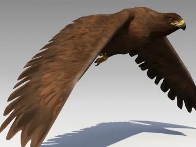 Golden Eagle Animated Low-poly 3D model