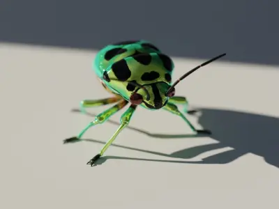 Jewel Bug Chrysocoris stollii Low-poly 3D model