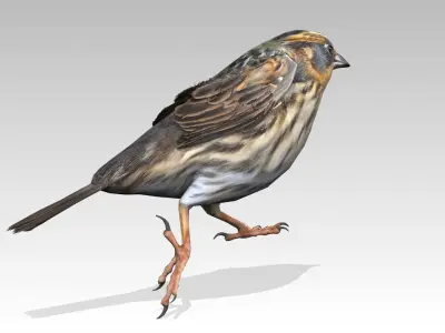 Saltmarsh Sparrow Low-poly 3D model