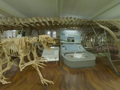 Realistic Mammals Fossil - Short Faced Bear Low-poly 3D model