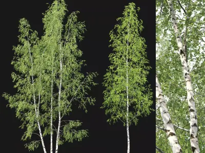 Birch forest part 11 3D model