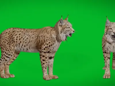 Eurasian Lynx Wild Cat Free 3D model