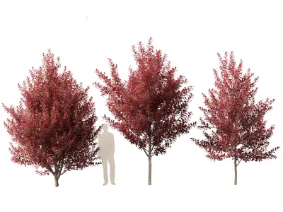 Prunus virginiana - Chokecherry 02 3D model