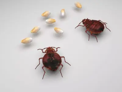 Bedbugs Set 3D model