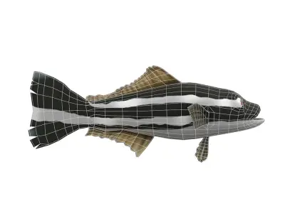 Cobia Fish Cartoon Animated Low-poly 3D model