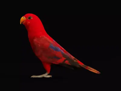 Red Lory Parrot Flamboyant Bird Low-poly 3D model