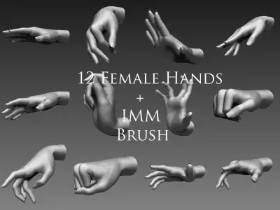 12 Female Hands 3D model