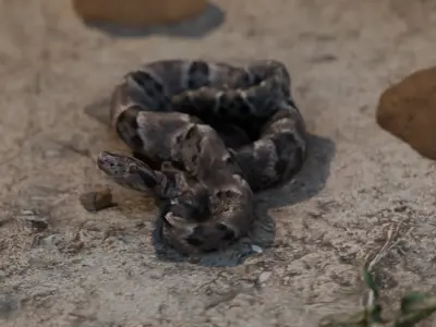 jararaca scan Free 3D model