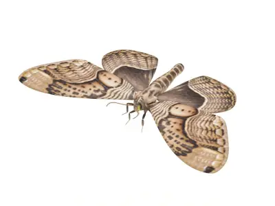 Owl Moth 3D model