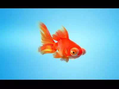 Goldfish Full RIGGED ANIMATED  3D model