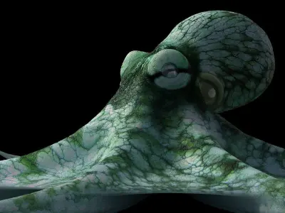 Octopus Caribbean Reef 3D model