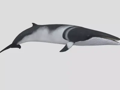 Minke Whale Low-poly 3D model