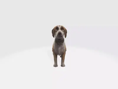Realistic Dog Animated and Rigged 3D model