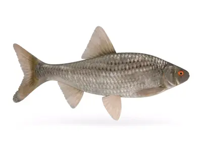 Roach Fish 3D model