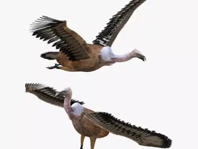 Vulture Bird rigged 3d mdoel Low-poly 3D model