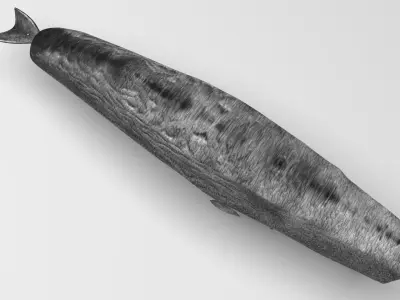 Sperm Whale 3D model