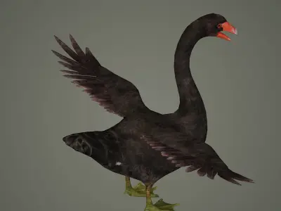 swan bird animal fly feather wing beak american north  3D model