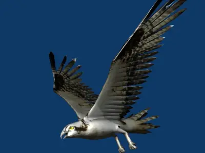 eagle osprey 3D model