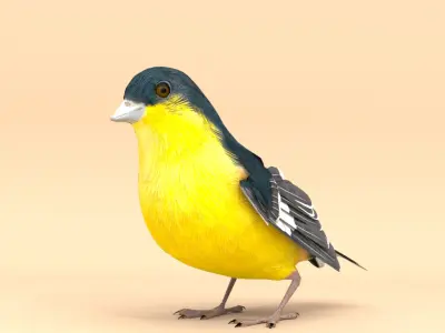 3D Bird Pack Lesser Goldfinch Male and Female Low-poly 3D model Low-poly 3D model