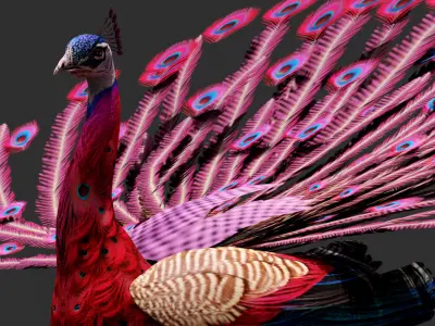 Peacock A1 3D model