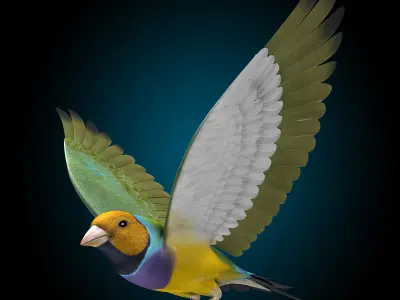 Finch - Flight 3D model