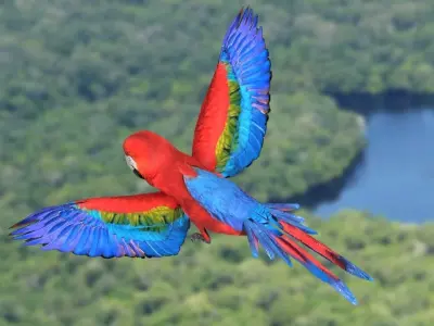 Scarlet Macaw - Animated Low-poly 3D model